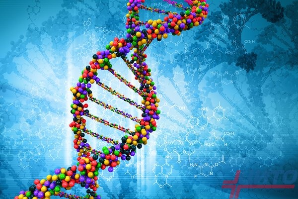 Генетика и причины Ахондроплазии